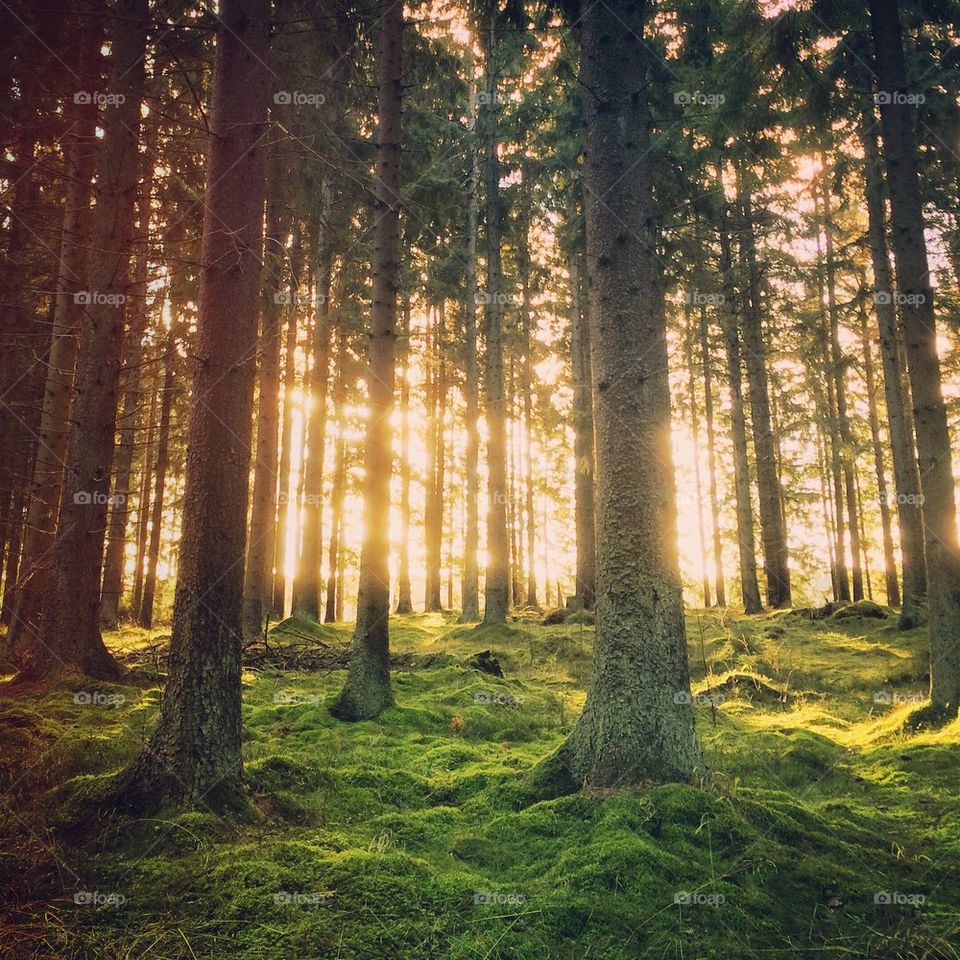 View of tress in the forest