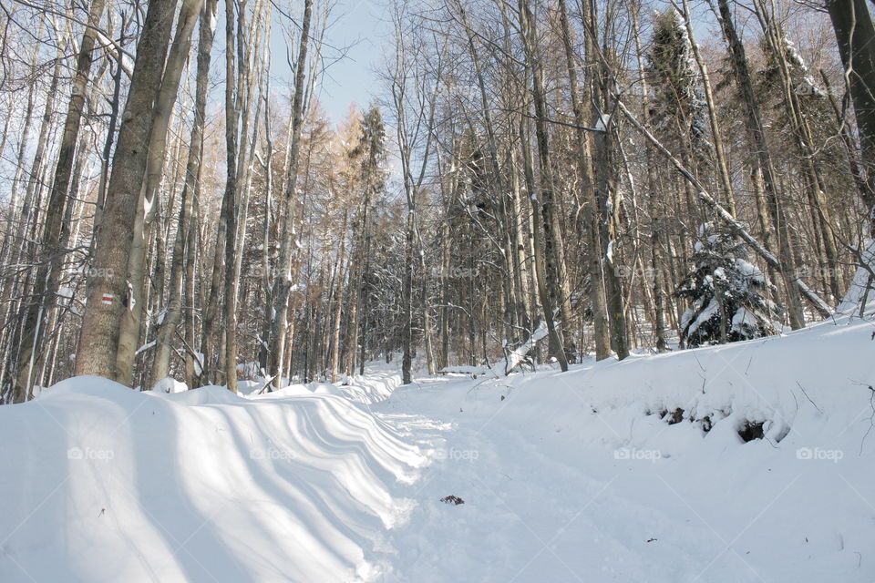 Nature on winter