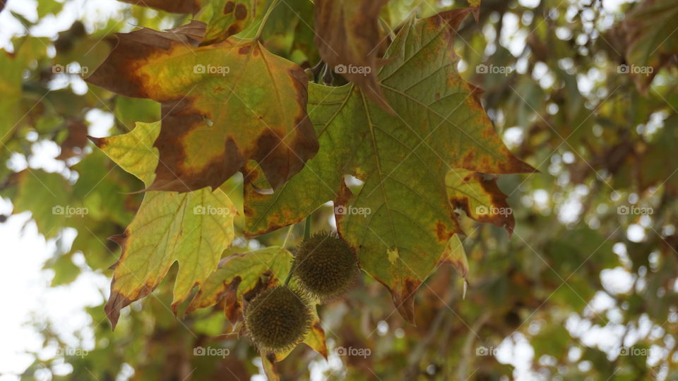 Autumn#seasons#colors#leaves#nature#vegetation