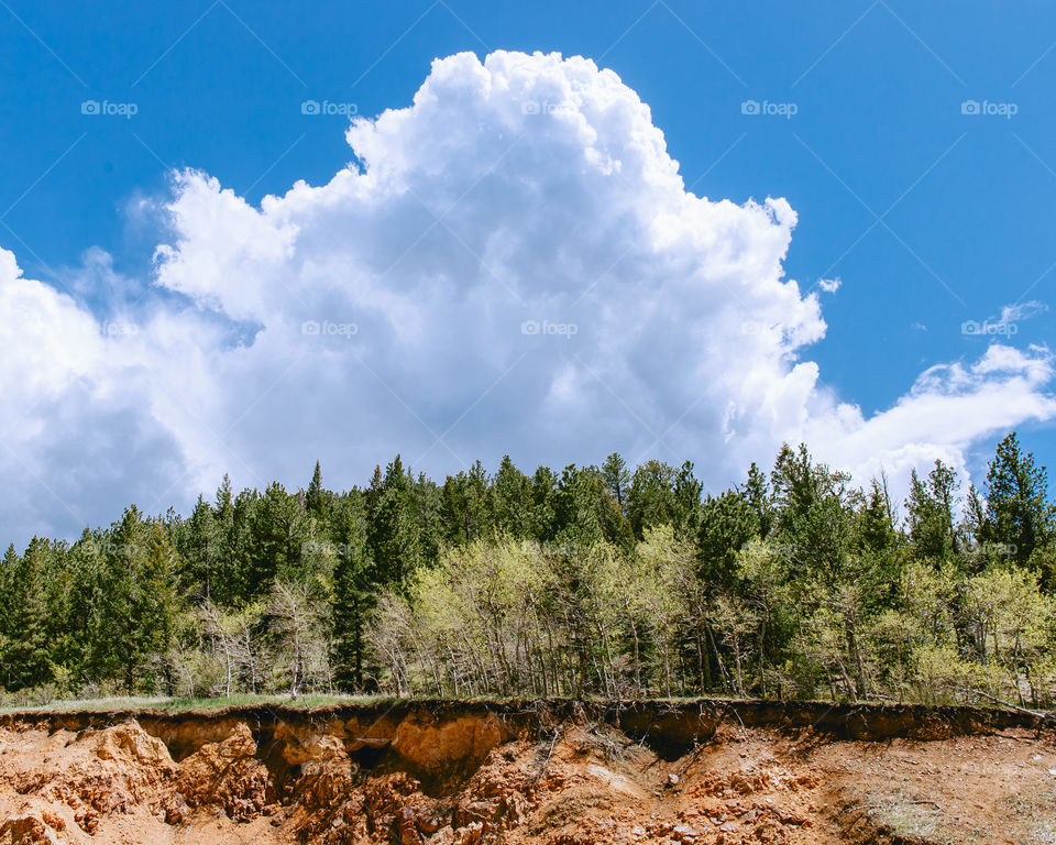 Observing the layers of nature while driving through the mountain pine trees.