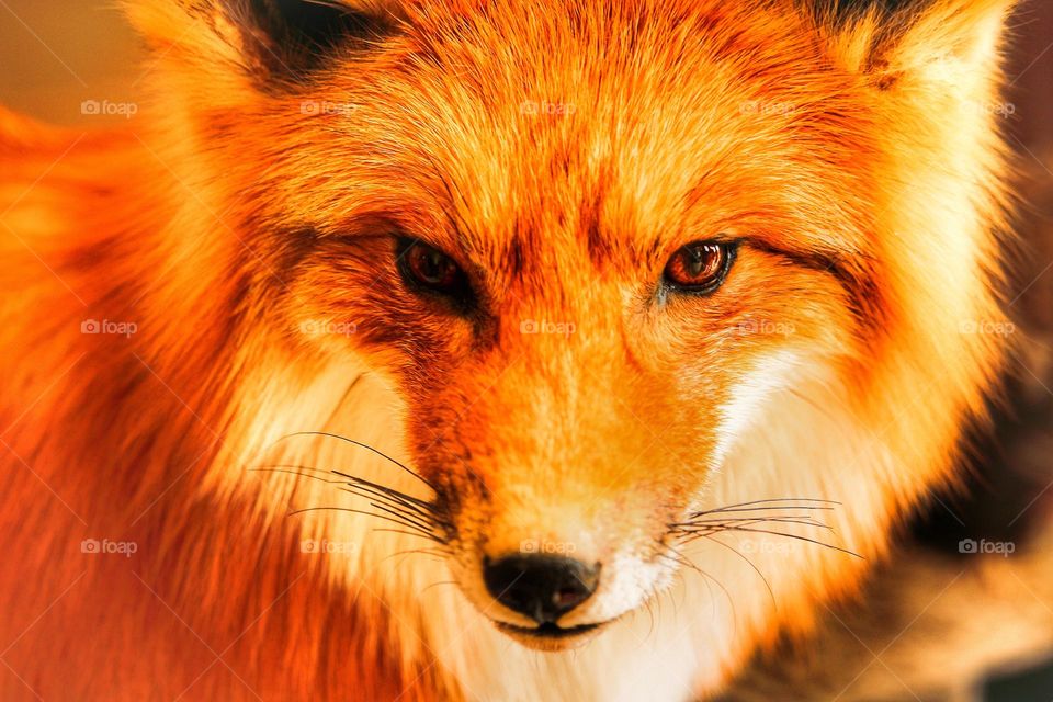 Fox