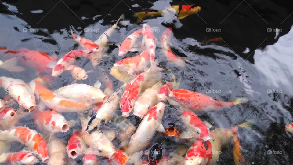 Koi fish in the lake