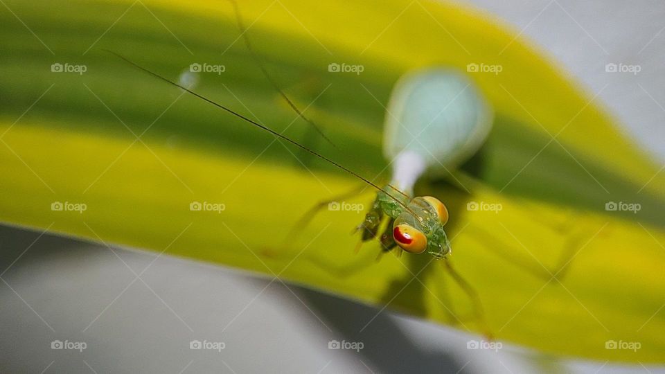 Mantis Looking at the camera, beautiful yellow orange eyes of a mantis, praying insect mantis, mantis looking sideways