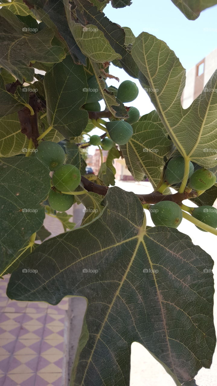 fig