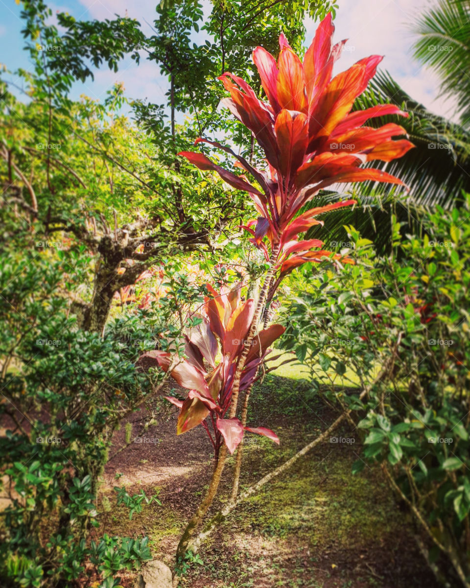 Human-Sized Orange Plant