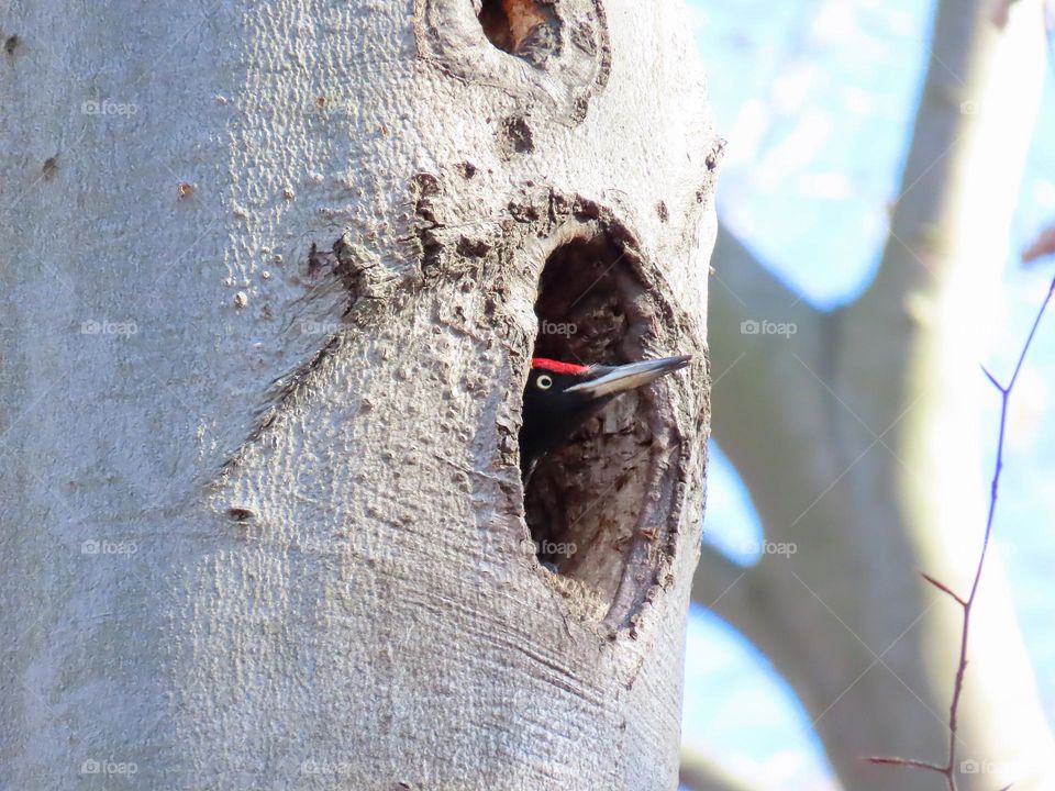 Black woodpecker in a hollow