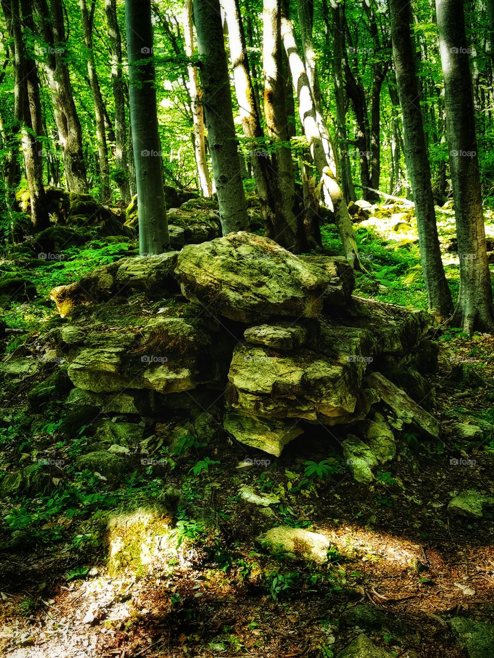 Green plant flower beauty nature greens outdoor