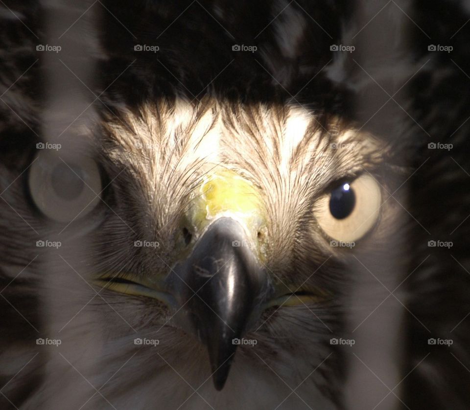 Hawk behind bars