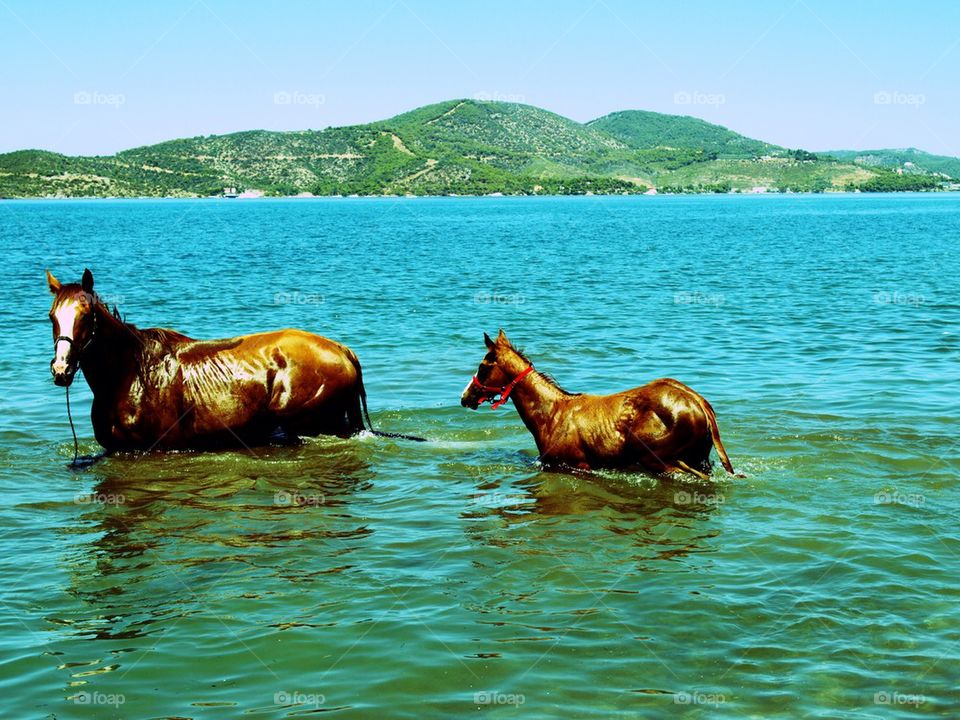 Horses in Sea