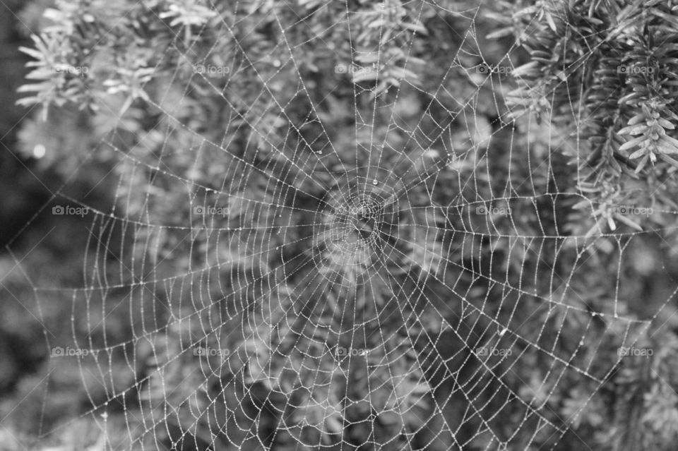 Spiderweb in a rainy day