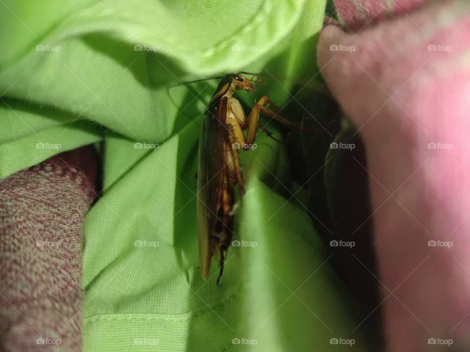 cockroach hidden in clothes