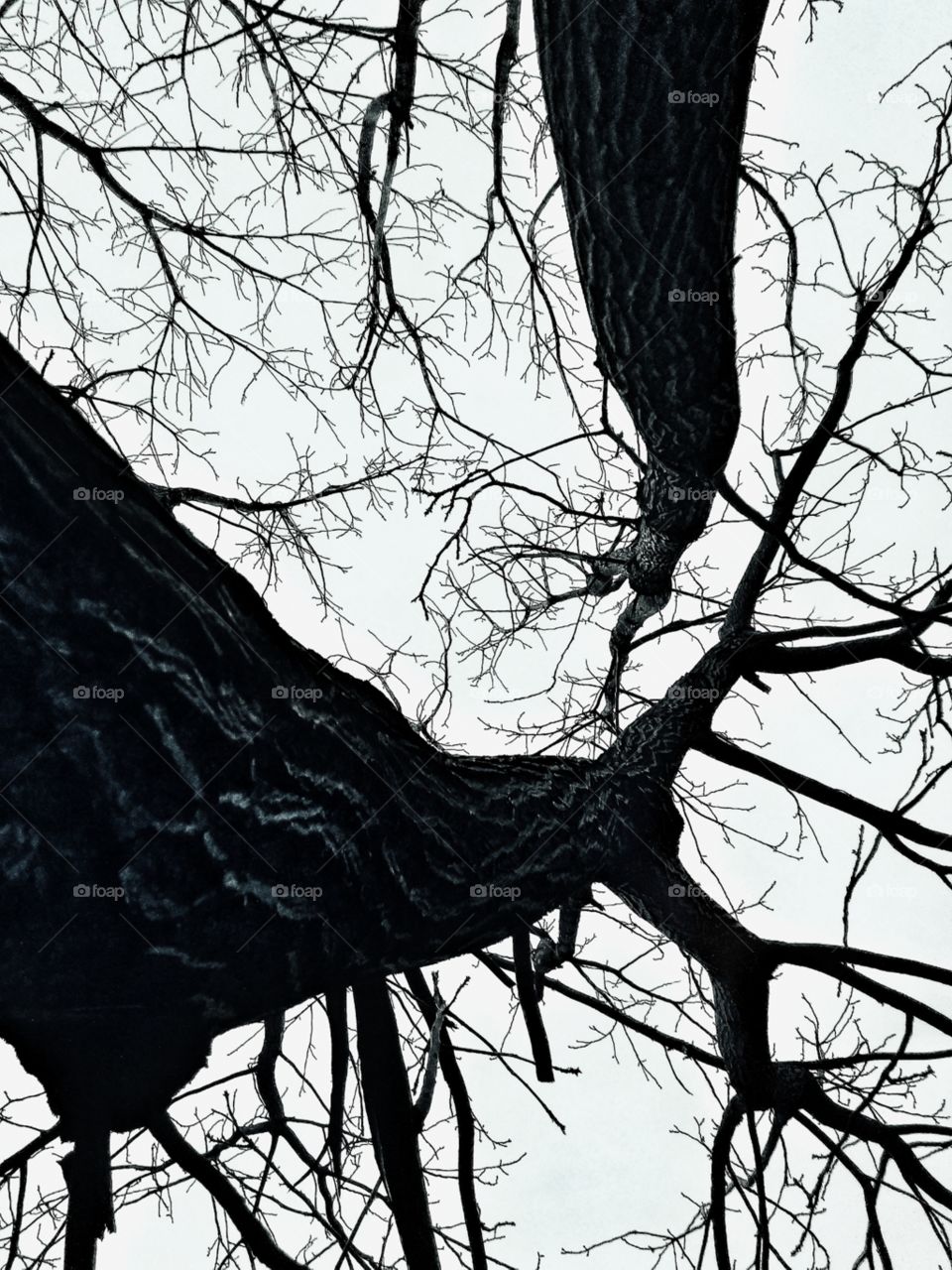 trees. black and white. abstract.