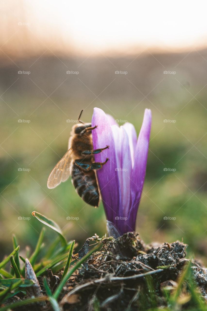 curious bee pollinating a spring flower