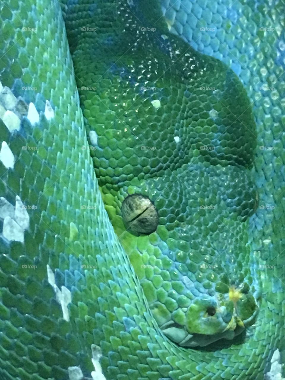 Boa snake 