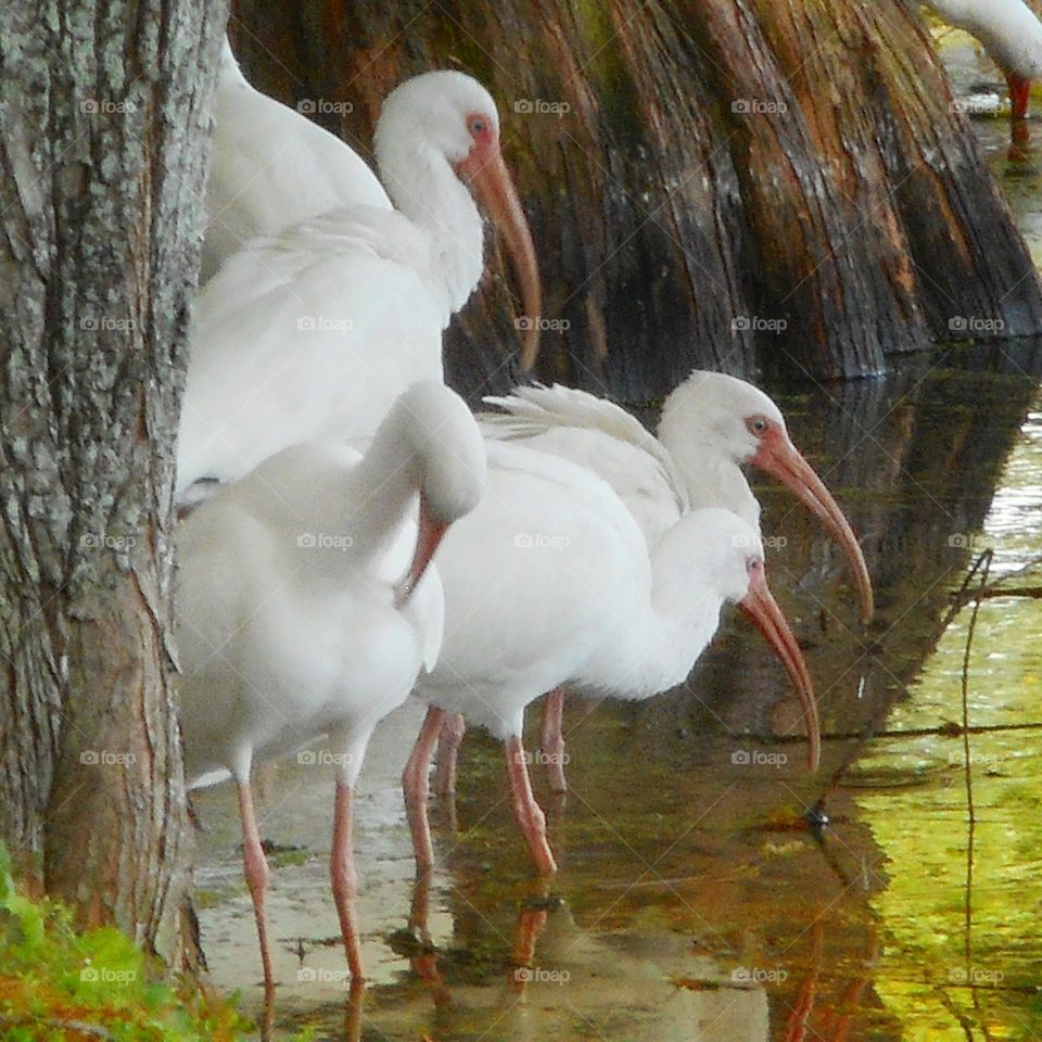 A flock of white ibis stands in shallow water between two trees at Lake Lily Park.