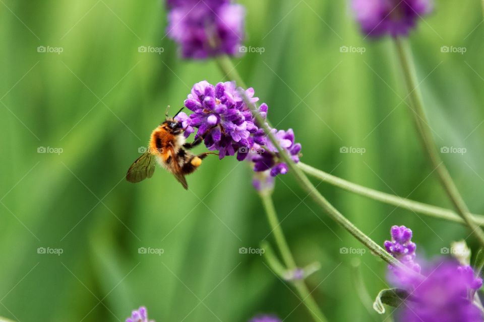 hardworking little bee