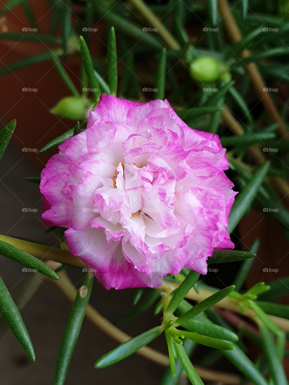 my beautiful Portulaca grandiflora