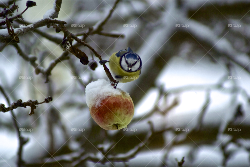 stockholm blue tit bird apple apple tree winter season stockholm sweden lgt41 by lgt41