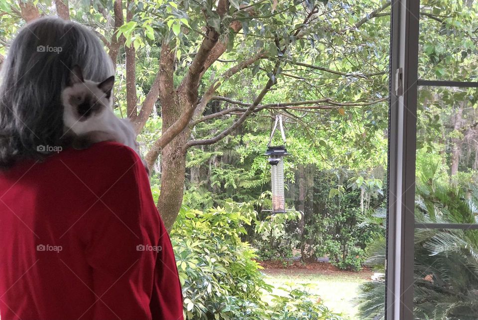 Silhouette Woman wearing red jacket kitten on shoulder looking through large window at bird feeder hanging on tree branch outside garde