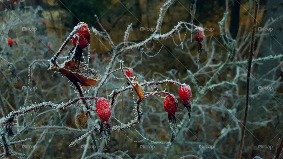 Frozen Rosehip Berries
