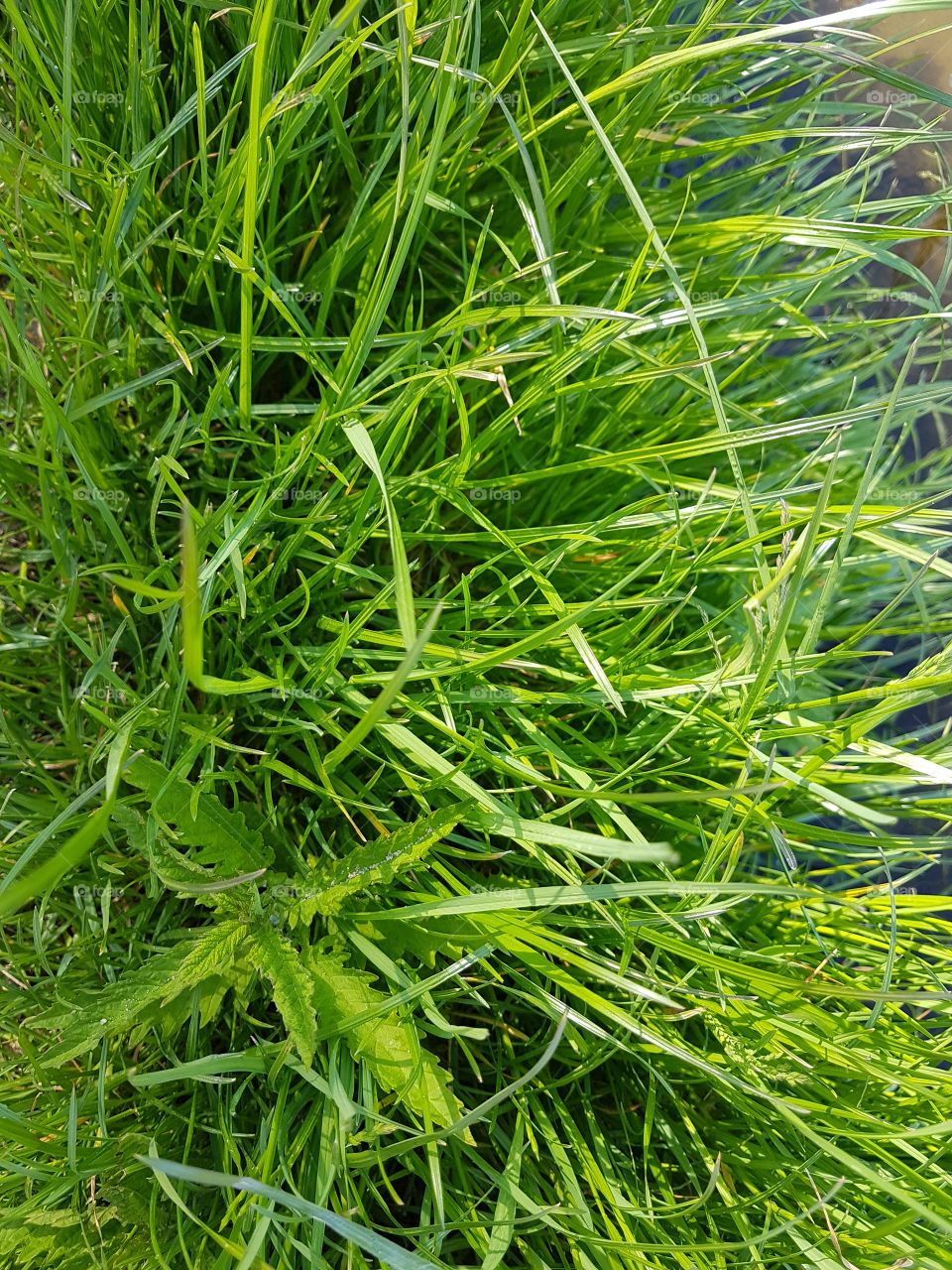 grass texture