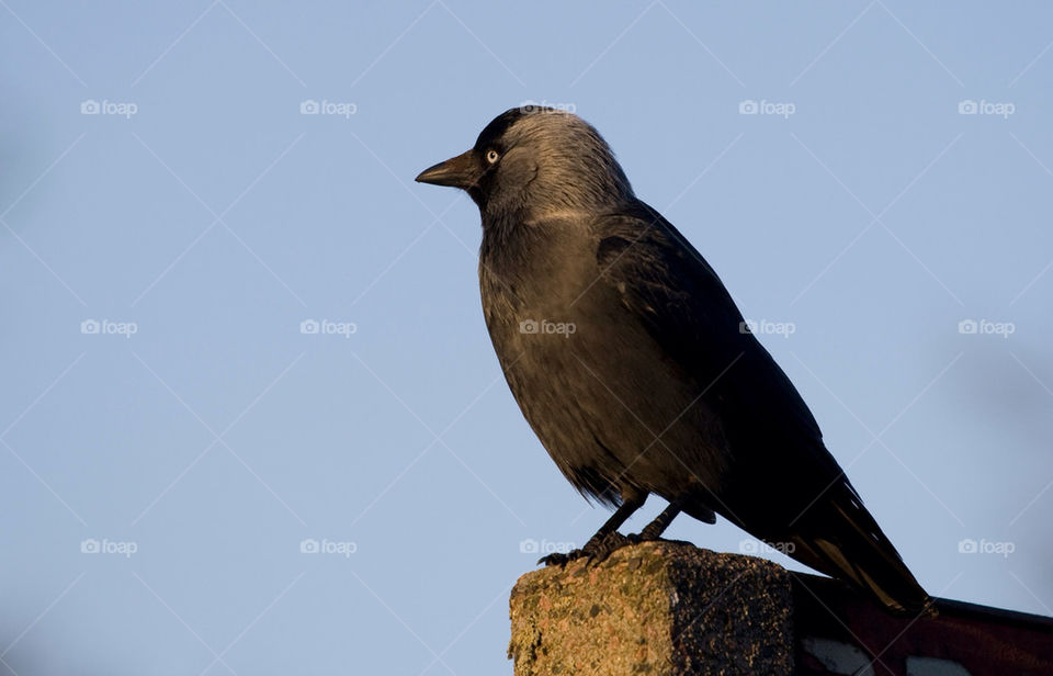 bird watching sitting jackdaw by chrille_b