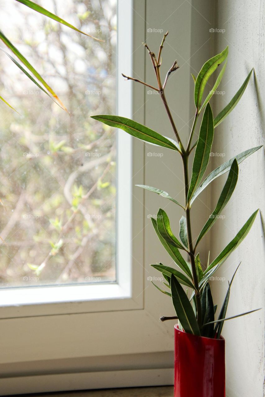 Close up of red vase with plant on windowsill 