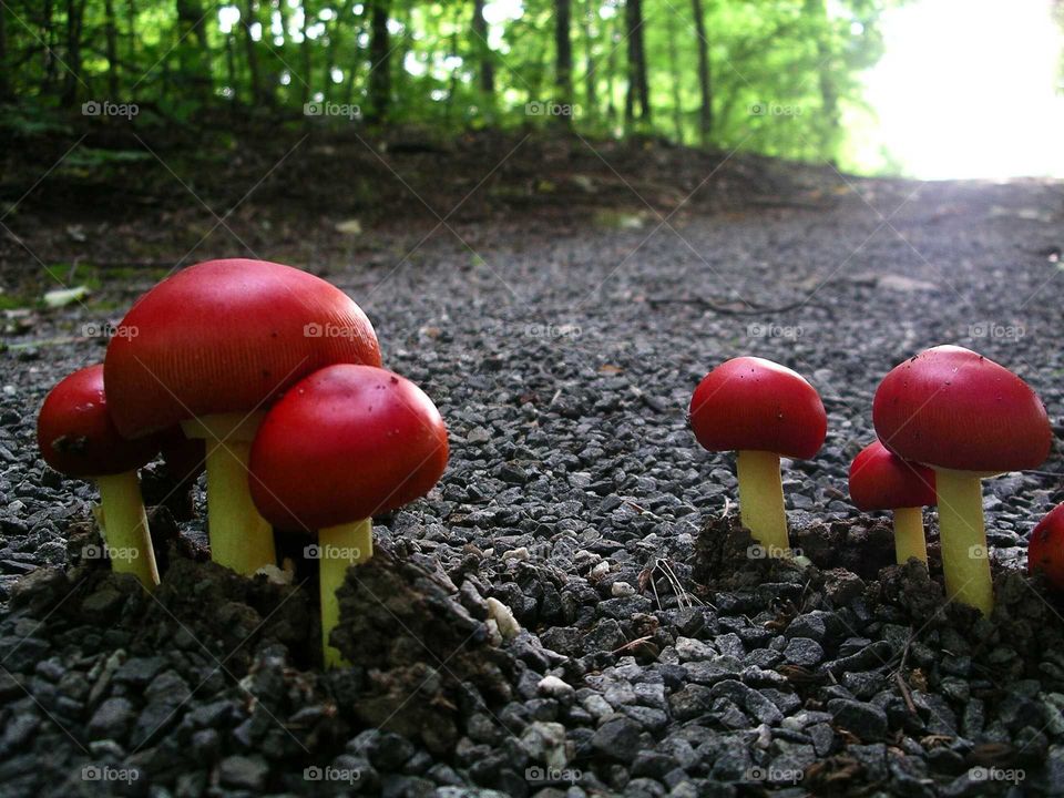 mushrooms