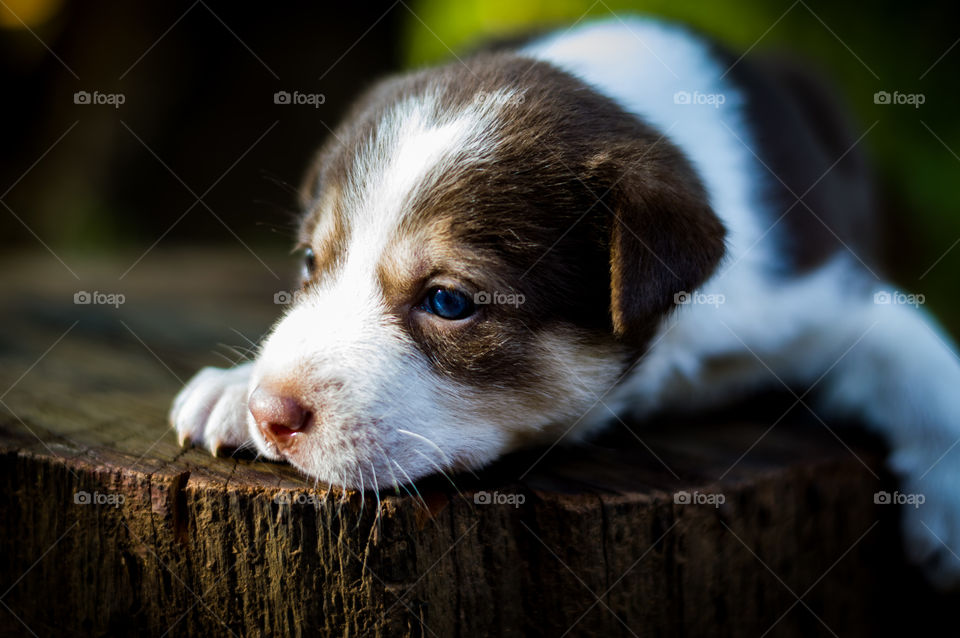 My little puppy on woods.