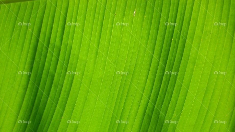 bananas leaf