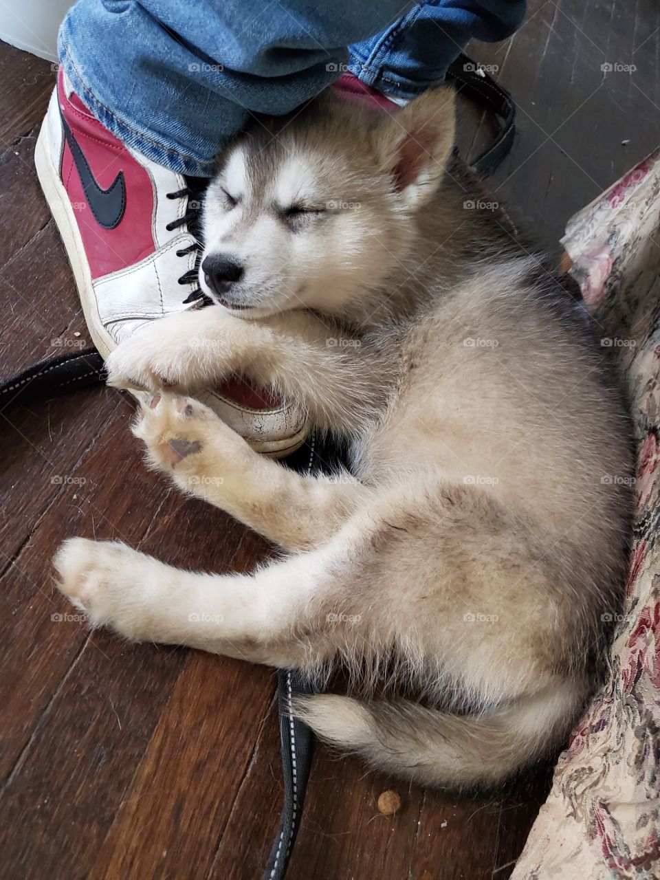 Nyx
AKC Registered Siberian Husky
Passed out after a long walk
Insta: howling_winds_siberians