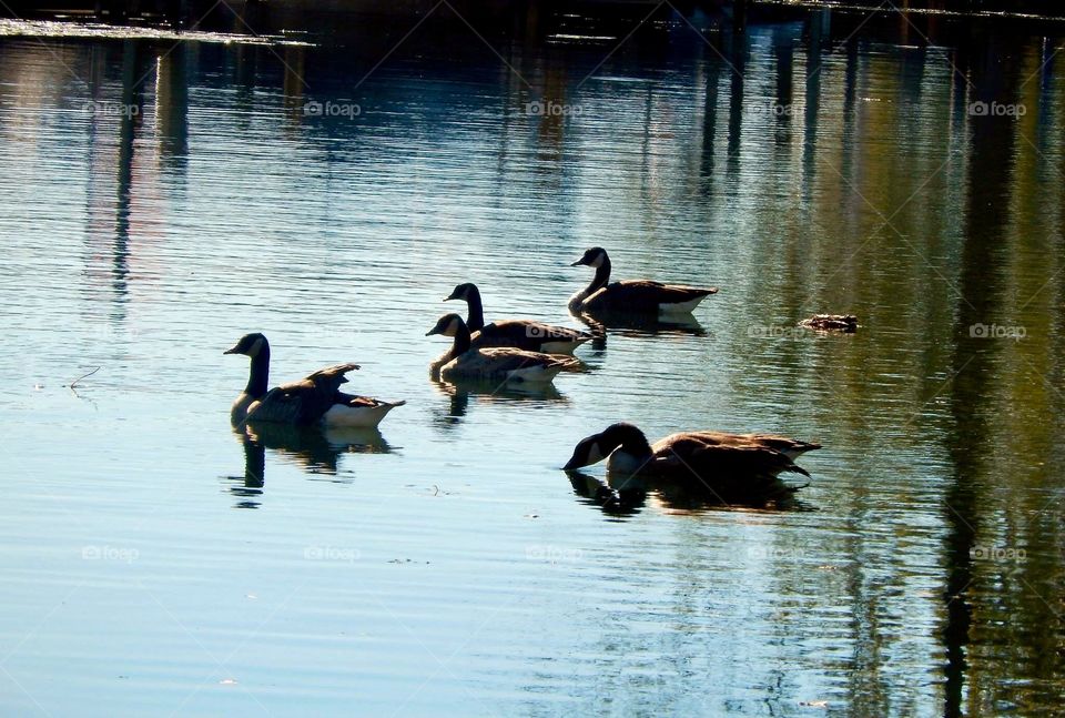 Ducks on the pond