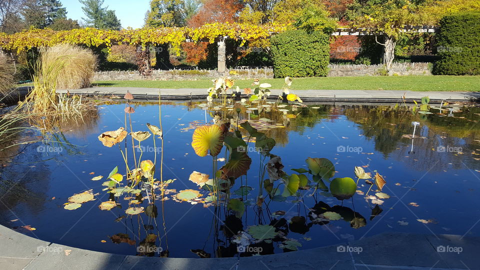 water reflection in pond in the fall