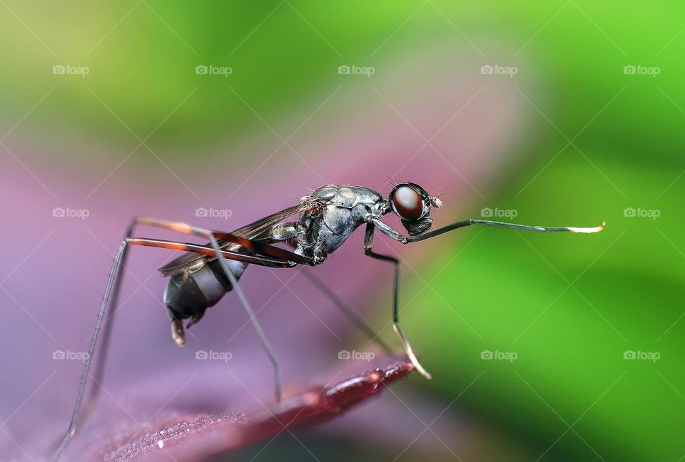 Beautiful and stunning photograph of a flying ant.