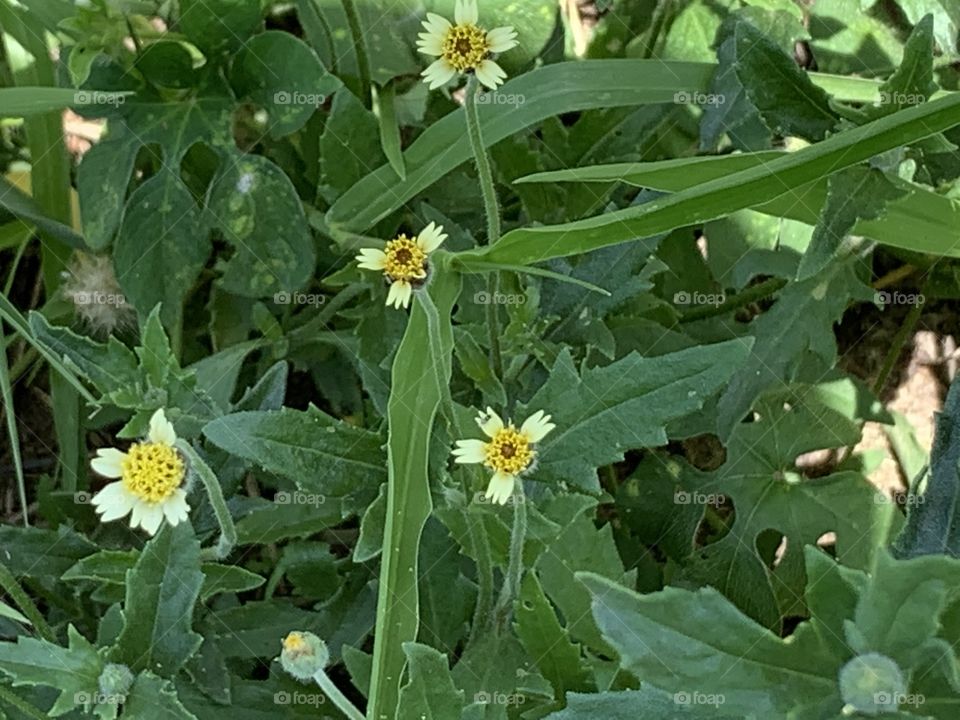 Plants around everywhere, Countryside (Thailand)