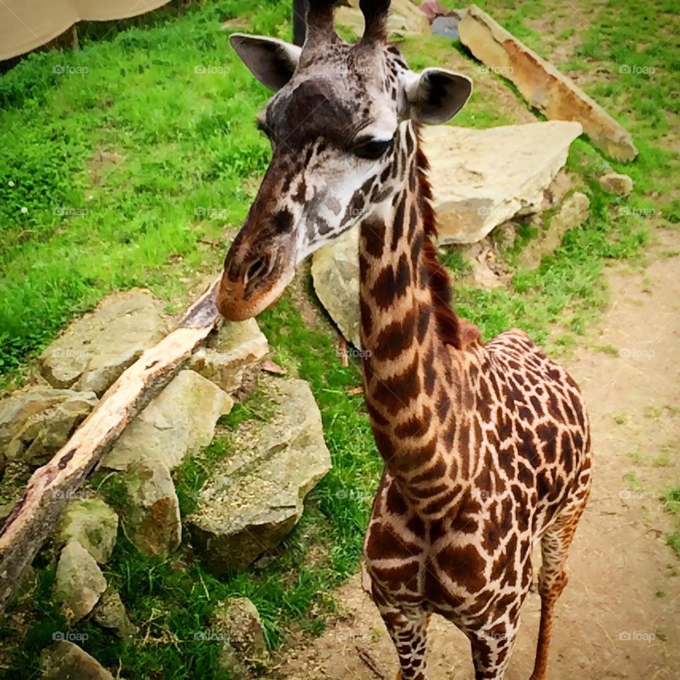Giraffe at the Zoo. Giraffe... at the zoo