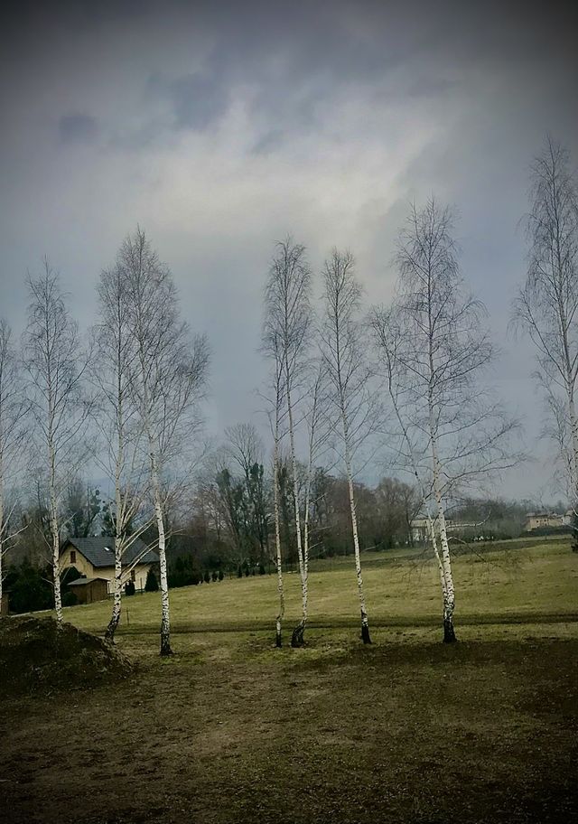Trees