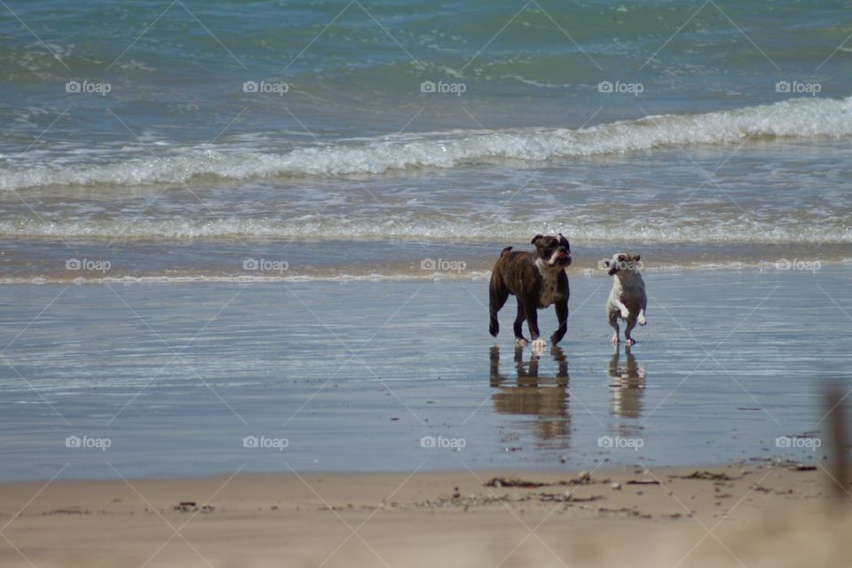 Dogs on the Beach