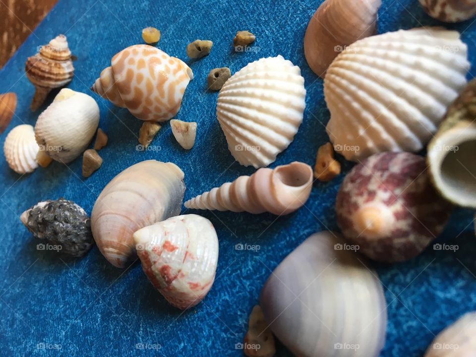 Seashells 