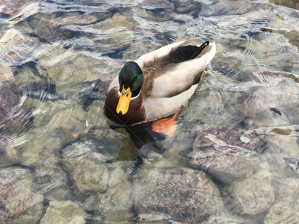 Mallard duck in water