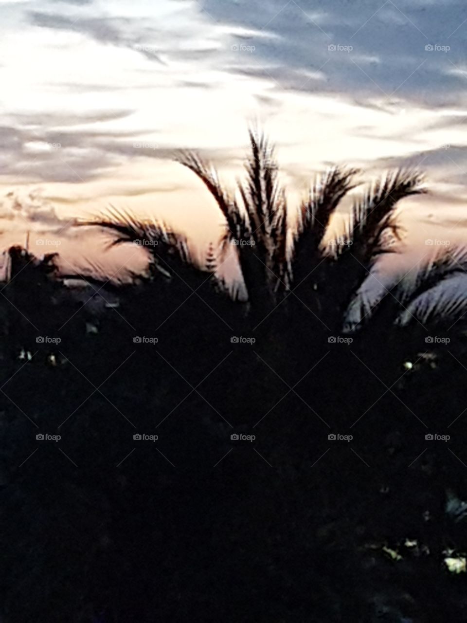 Palme auf Gran Canaria im Abendrot