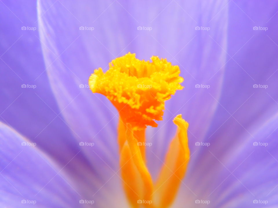 beautiful spring flower and beautiful color