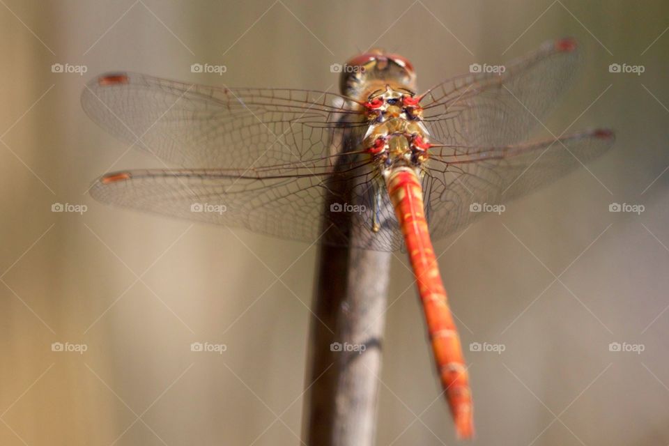 Red dragonfly