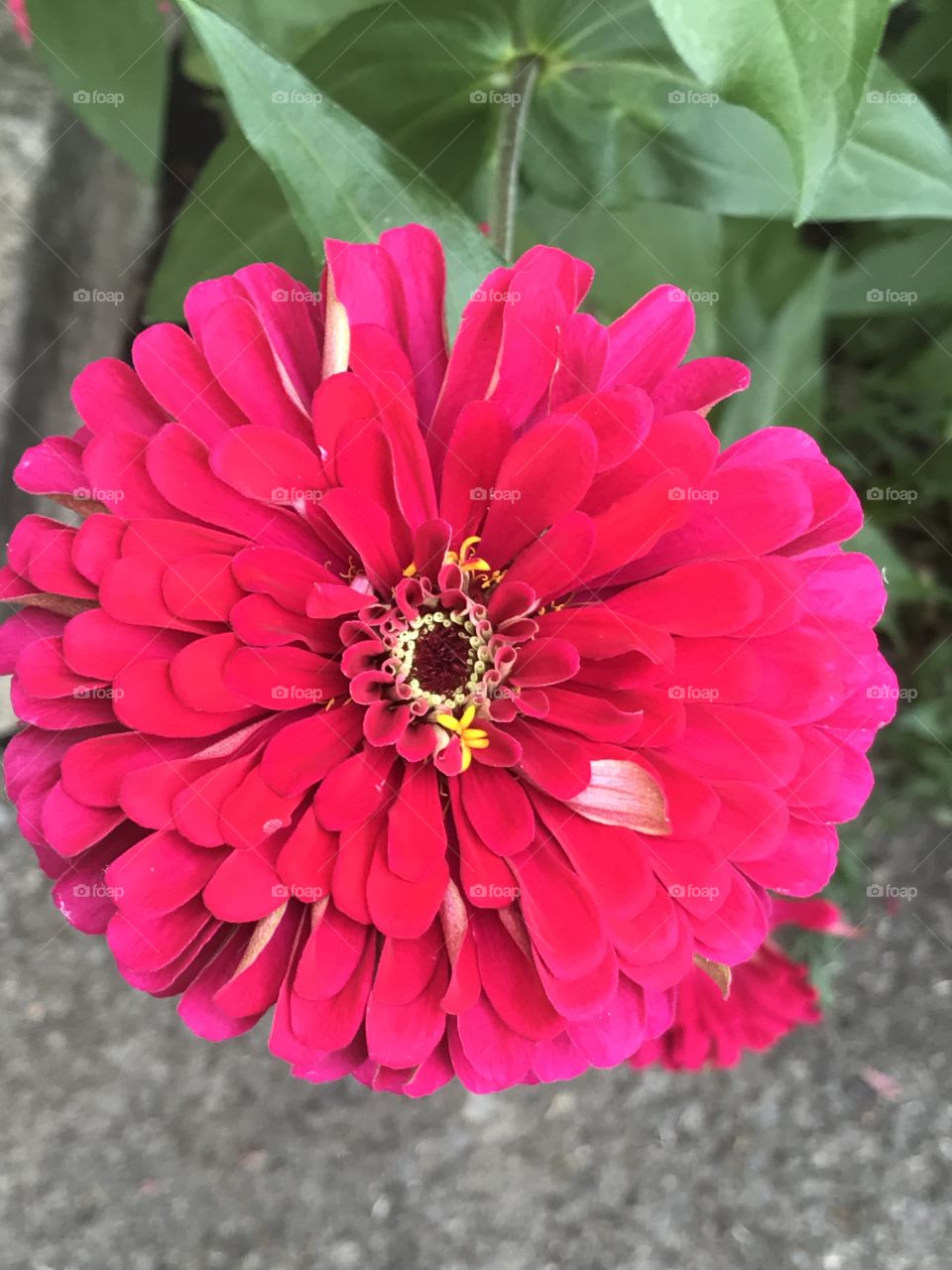 Large pink Zinnia 