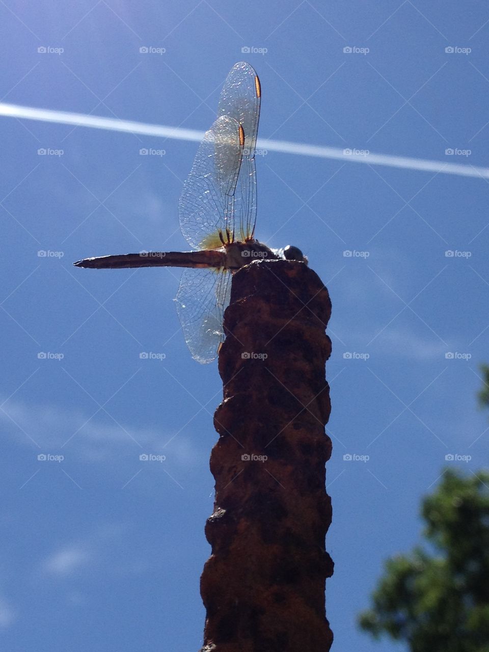 Dragonfly on rebar, pic from below with contrail in blue sky.