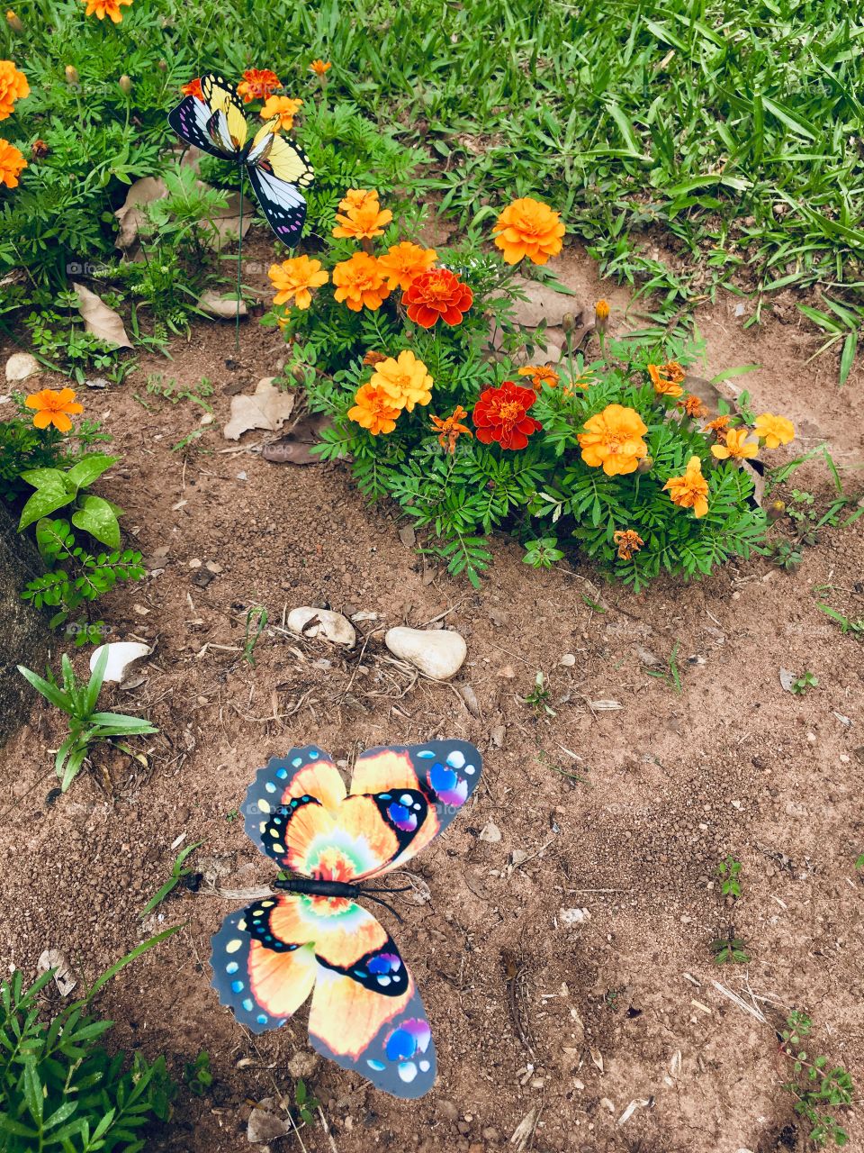 Flores belíssimas do jardim. Gostaram da borboleta em meio as pétalas? Viva a Natureza!