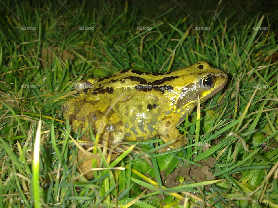 green garden nature frog by photogemic