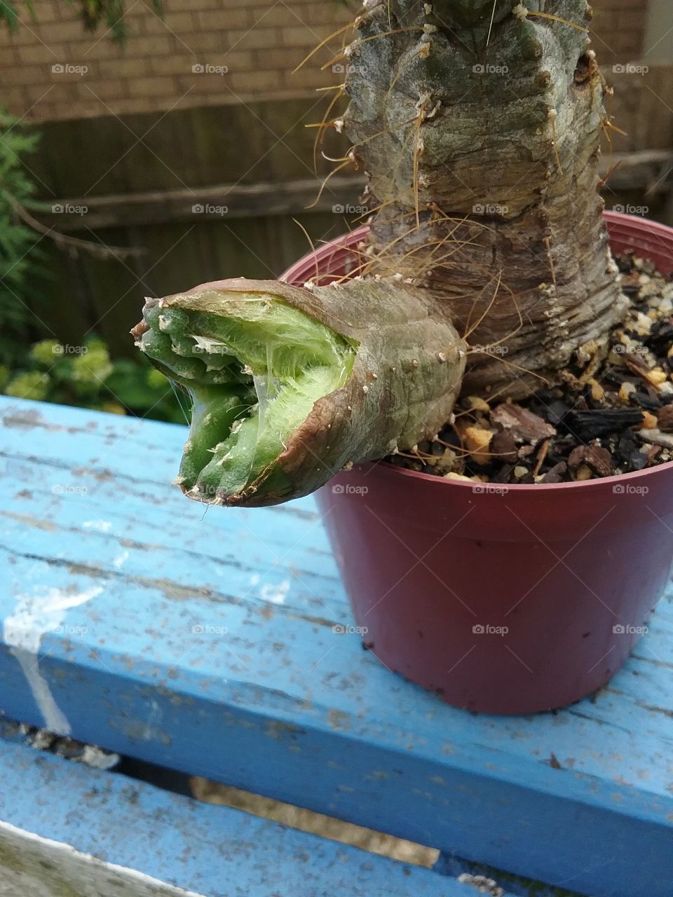 cactus mutant starts