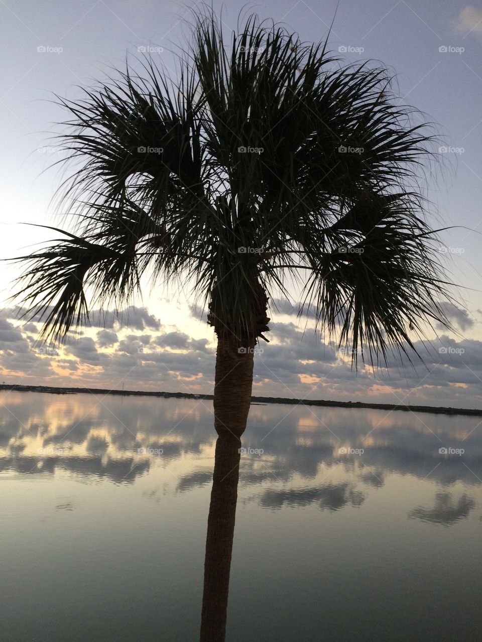 Palm on the the waterfront  