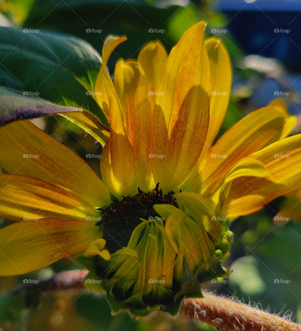 Sunflower blooming in the morning